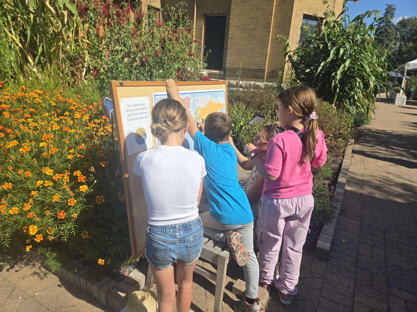 Kids looking closely at a map next to marigold plants