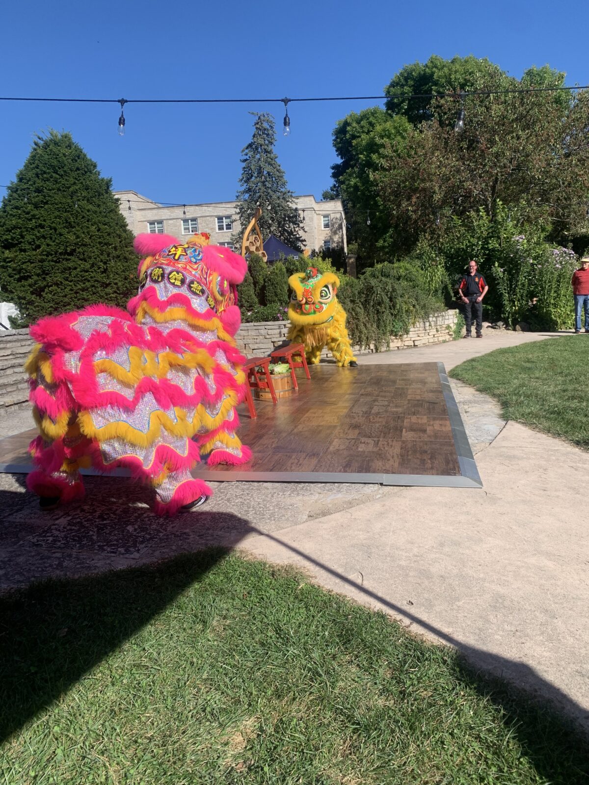 Pink and yellow lions performing on lawn